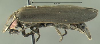 Media type: image;   Entomology 612504 Aspect: habitus lateral view